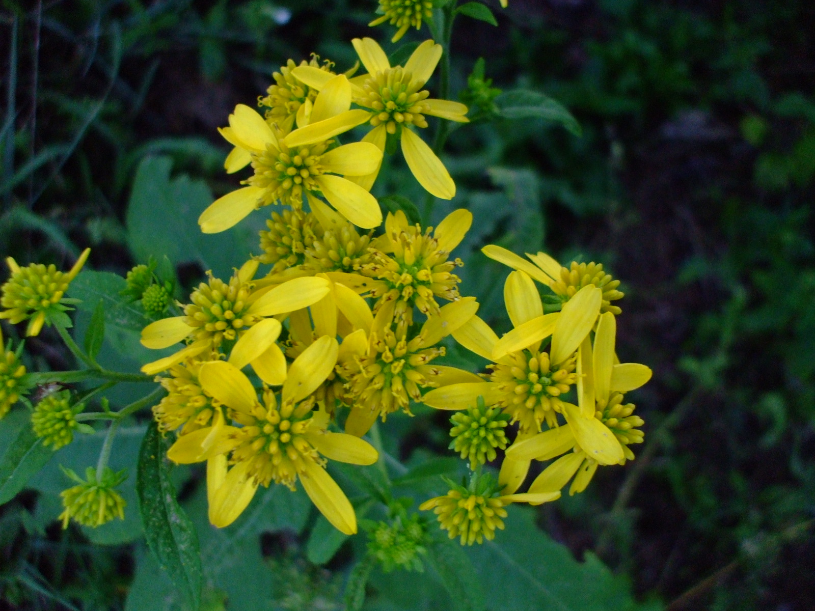 Verbesina alternifolia
